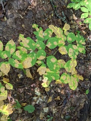 Phytomyza aralivora