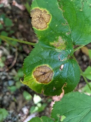 Phytomyza aralivora
