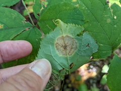 Phytomyza aralivora