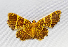 Hastina pluristrigata