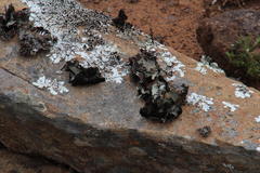 Xanthoparmelia hottentotta