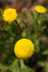 Coronopifolia