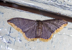 Idaea rubridentata