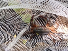 Acanthothelphusa niloticus