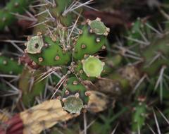 Opuntia aurantiaca