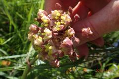 Asclepias albens