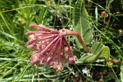 Asclepias albens