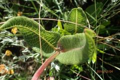 Asclepias albens