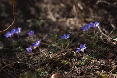Syringodea longituba