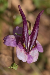 Diascia macrophylla