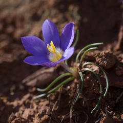 Syringodea longituba