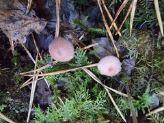Mycena rosella