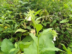 Symphytum × hidcotense