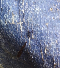 Theridiidae