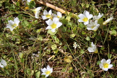 Oxalis dregei
