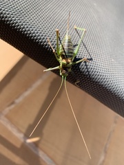 Steropleurus andalusius