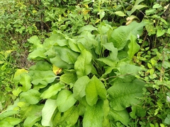 Symphytum × hidcotense