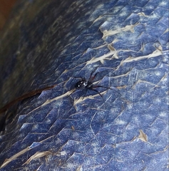 Theridiidae