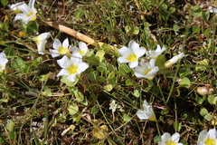 Oxalis dregei