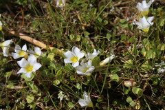 Oxalis dregei