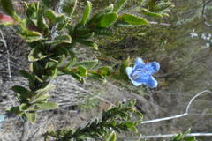 Lobostemon strigosus