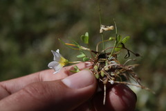 Oxalis dregei