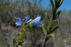 Lobostemon strigosus