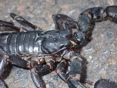Heterometrus laoticus