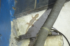 Hemidactylus mabouia
