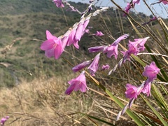 Dierama igneum