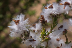 Eriocephalus microphyllus