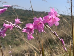 Dierama igneum