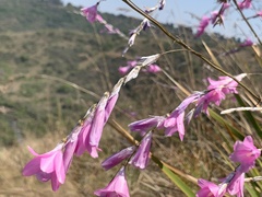 Dierama igneum