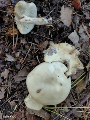 Lyophyllum aemiliae
