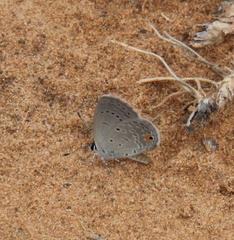 Eicochrysops messapus messapus