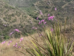 Dierama igneum