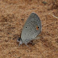 Eicochrysops messapus messapus