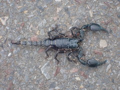 Heterometrus laoticus