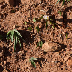 Freesia caryophyllacea