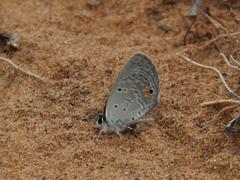 Eicochrysops messapus messapus