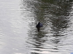 Fulica atra