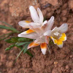Freesia caryophyllacea