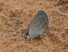 Eicochrysops messapus messapus