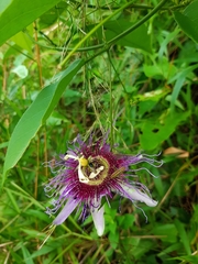 Passiflora serratifolia