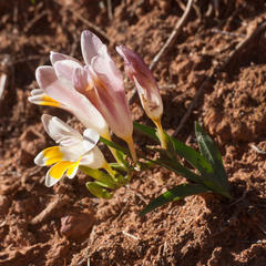 Freesia caryophyllacea