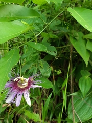 Passiflora serratifolia