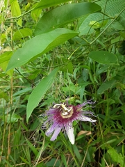 Passiflora serratifolia