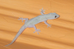 Hemidactylus mabouia