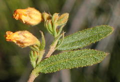 Hermannia decipiens