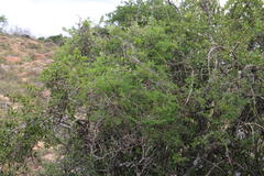 Asparagus multiflorus